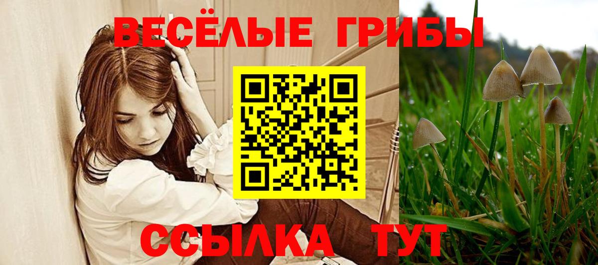Ногинск  Псилоцибиновые грибы мицелий  Вход с VPN  Псилоцибиновые грибы прущие грибы 